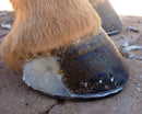 Hoof-Tite Equine "Fast Set"